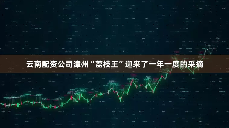 云南配资公司漳州“荔枝王”迎来了一年一度的采摘