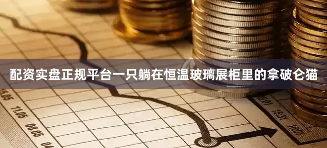 配资实盘正规平台一只躺在恒温玻璃展柜里的拿破仑猫